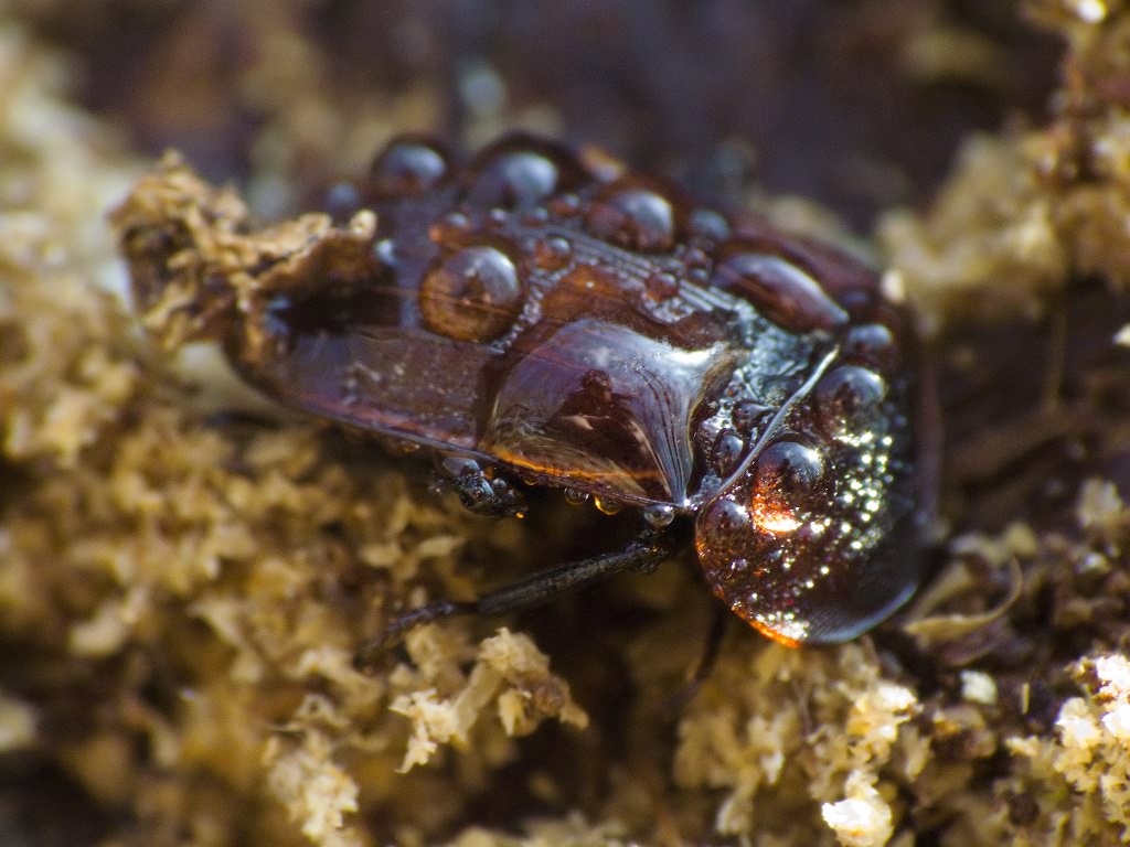 Phosphuga atrata (Linnaeus, 1758)